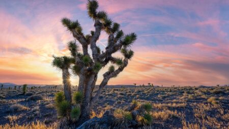 Kalshi Prediction Markets in Nevada: Regulierung und Zukunft des Ereignishandels