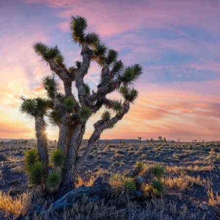 Kalshi Prediction Markets in Nevada: Regulierung und Zukunft des Ereignishandels